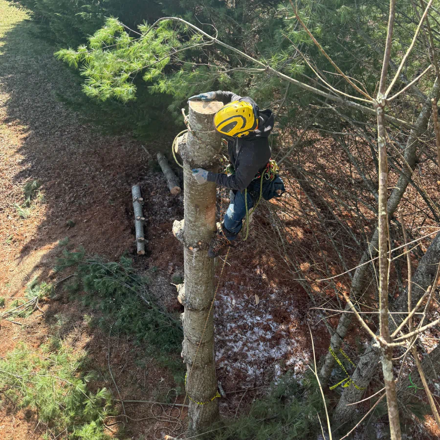 tree removal services