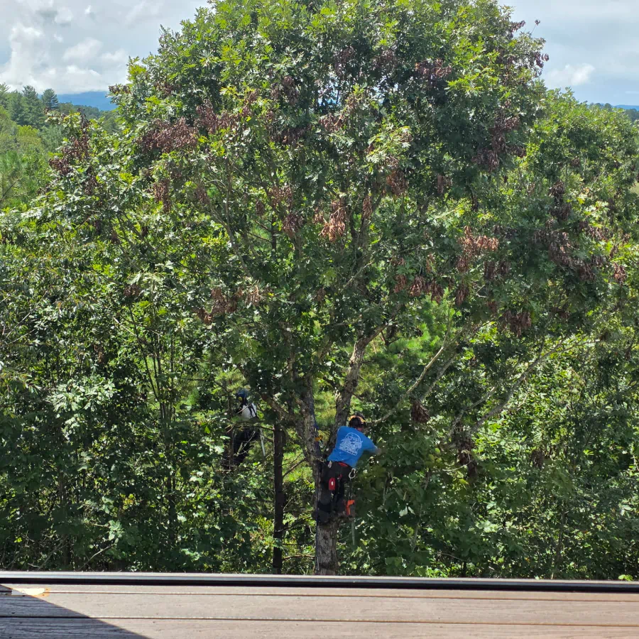 tree trimming and pruning