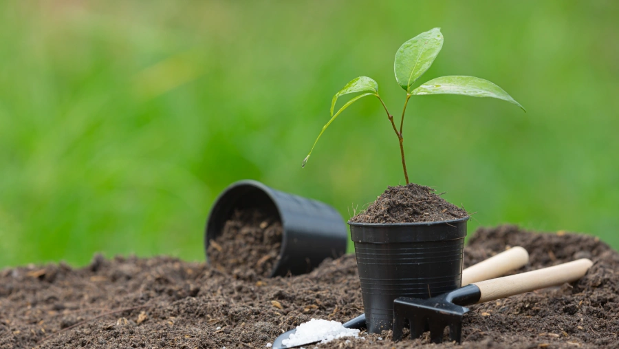 tree planting